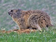 66 Marmota marmota (Marmotta delle Alpi) in osservazione